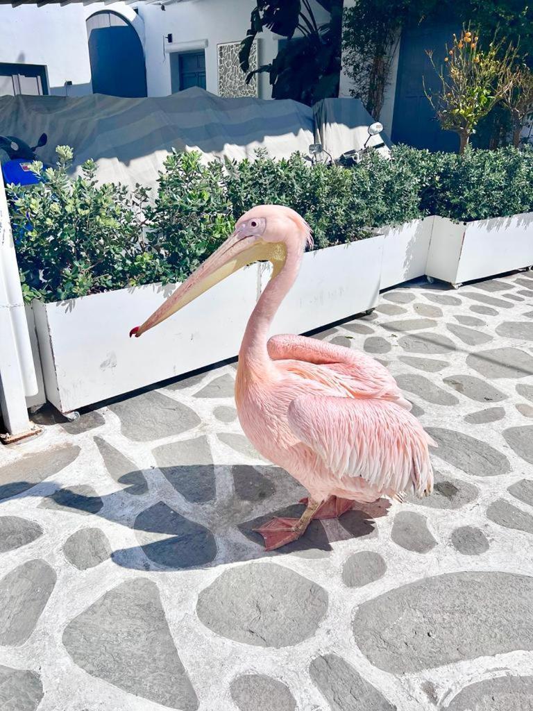 Apartment Provis No2 Mykonos